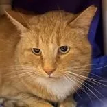 An adult large-sized male Orange & White Domestic Short Hair cat named Cheeto for adoption in Lansing, MI
