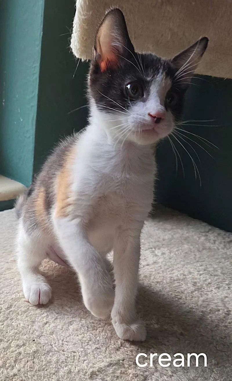 A baby medium-sized female Domestic Short Hair cat named Cream for adoption in Oviedo, FL