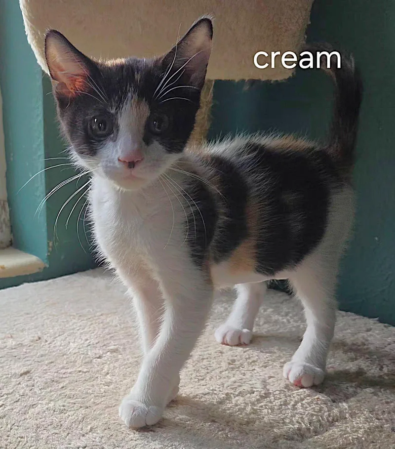 Cream thumbnail 2