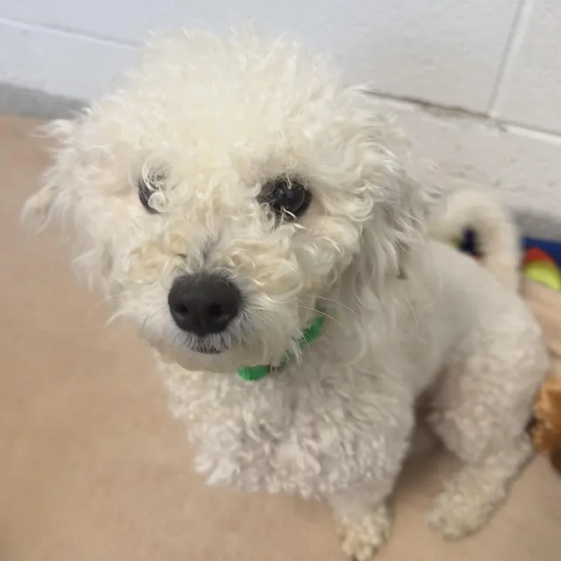A young small-sized female Poodle dog named Stevie Coming soon! for adoption in Naperville, IL