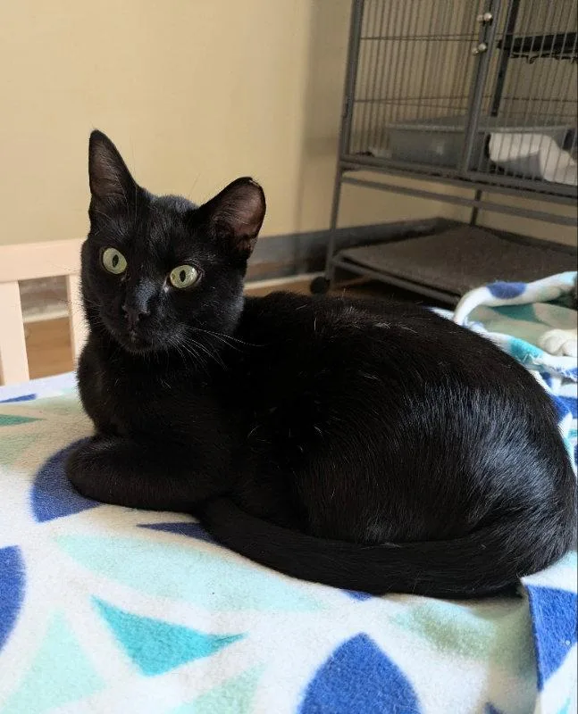 An adult medium-sized male Black Domestic Short Hair cat named Kona for adoption in Ocala, FL