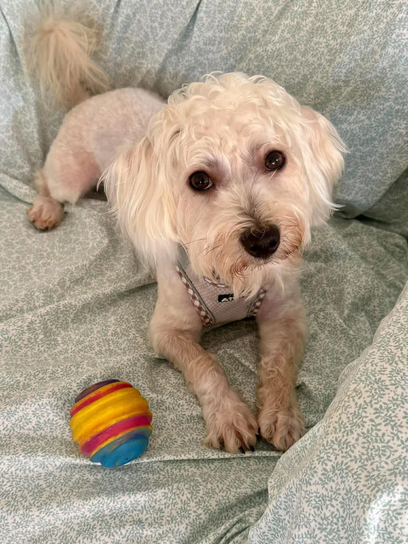 An adult small-sized male Poodle dog named Joseph for adoption in Corona, CA