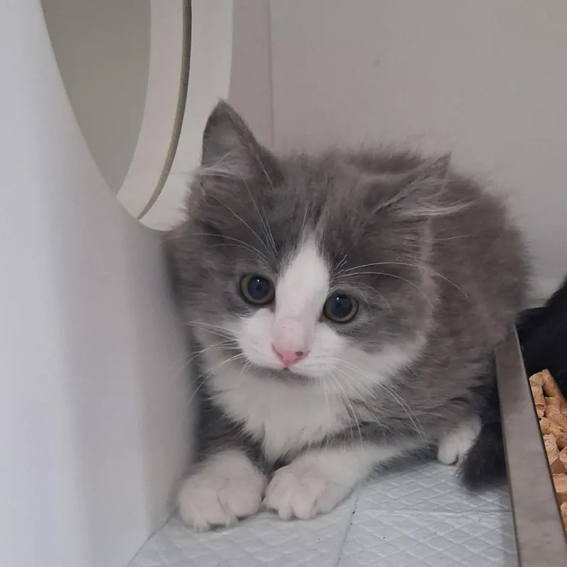 A baby small-sized male Gray / Blue / Silver Domestic Short Hair cat named Batman for adoption in Elizabeth City, NC