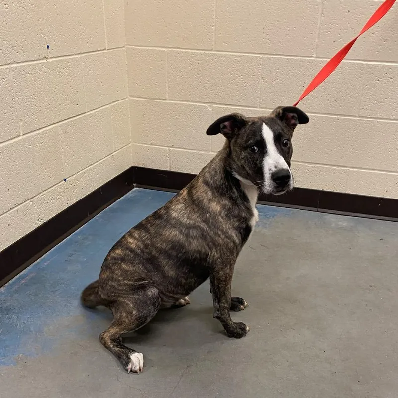A baby medium-sized female Brindle Mixed Breed dog named Sapphire for adoption in Memphis, TN
