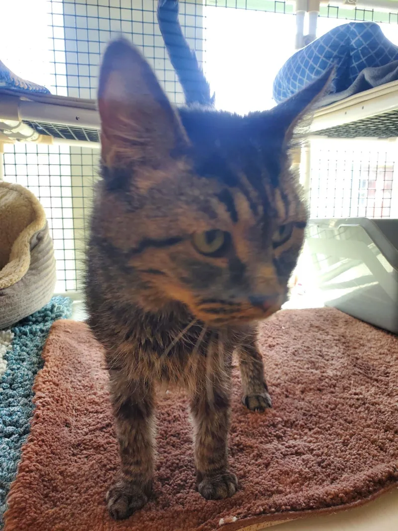A senior medium-sized male Domestic Short Hair cat named Chernobyl for adoption in Altoona, PA