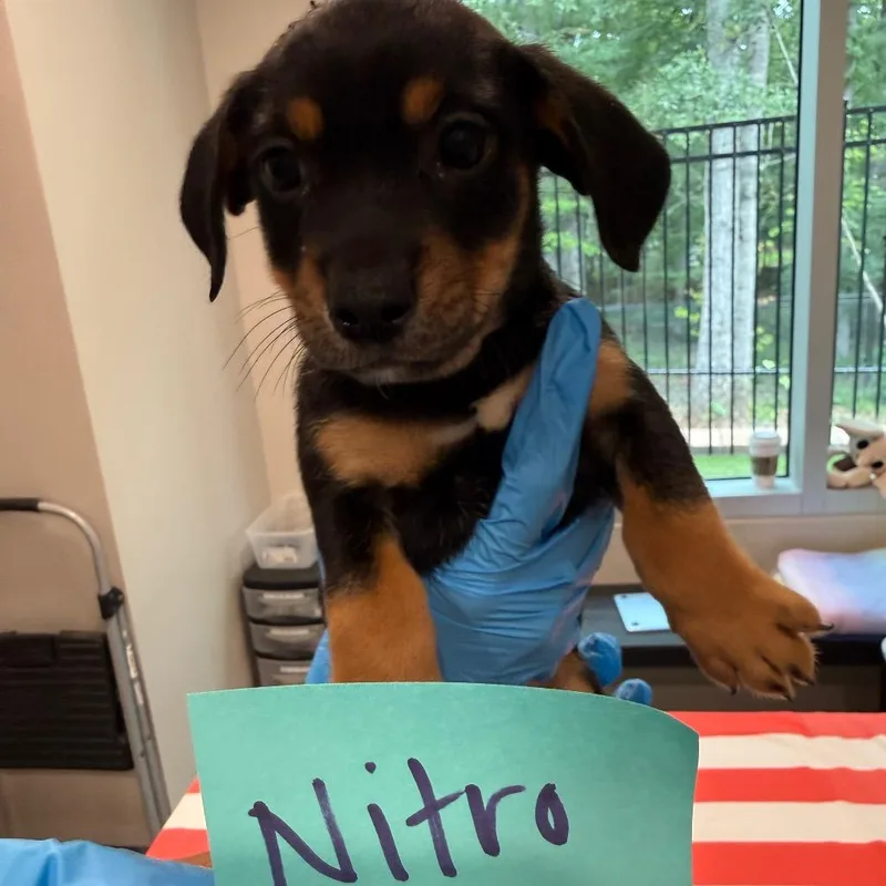Nitro thumbnail 2