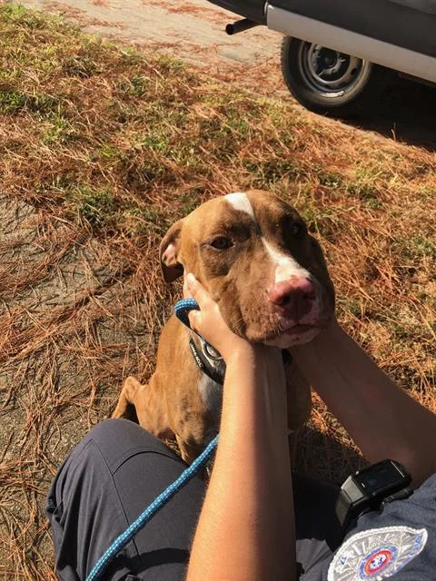 A young large-sized male Mixed Breed dog named Smith for adoption in Dallas, TX