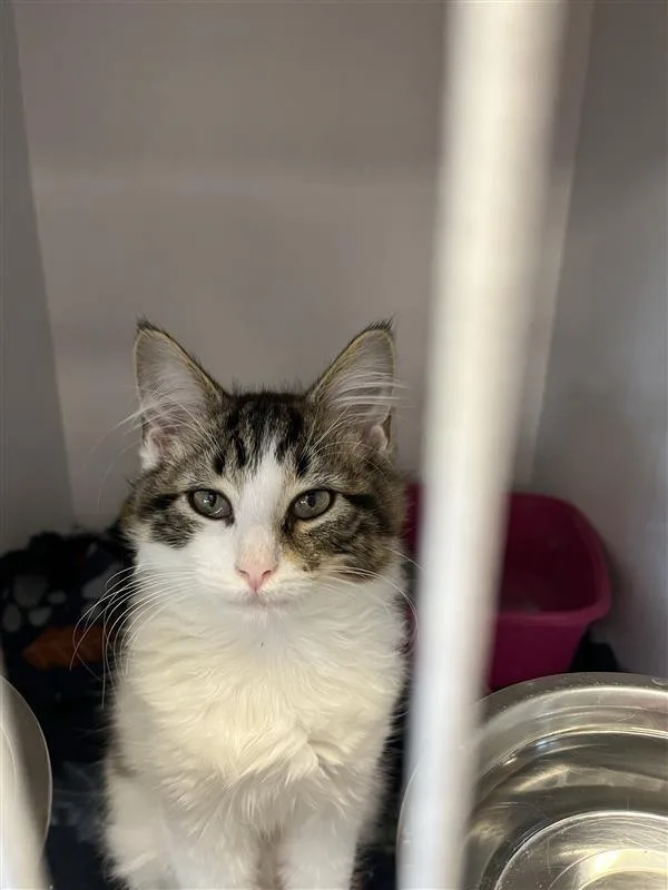 A baby medium-sized female Domestic Medium Hair cat named Louise for adoption in New Kensington, PA