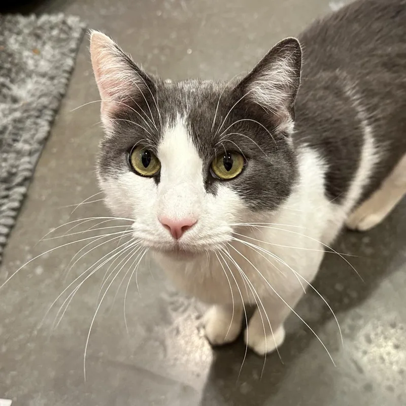 An adult large-sized male Gray / Blue / Silver Domestic Short Hair cat named Thomas for adoption in Washington Township, OH