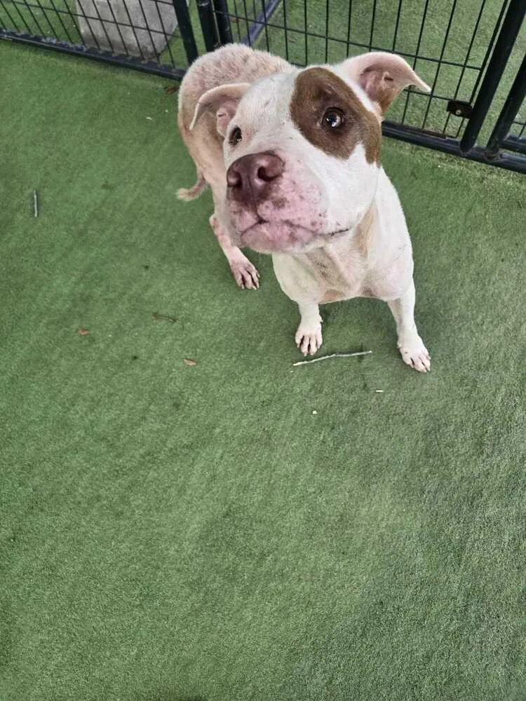 An adult large-sized female Tricolor (Brown, Black, & White) American Bulldog dog named Hayley for adoption in Lakeland, FL