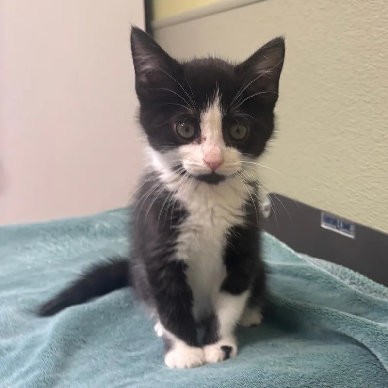 A baby small-sized male Black Domestic Short Hair cat named Bronco for adoption in Kyle, TX