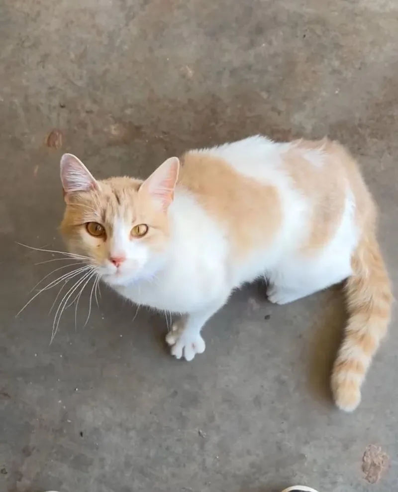 An adult medium-sized female Buff & White Domestic Short Hair cat named Laffy for adoption in Tuttle, OK