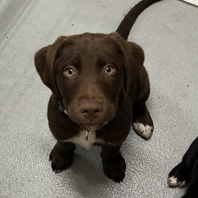 A baby large-sized male Brown / Chocolate Labrador Retriever dog named Buzz for adoption in Mason City, IA