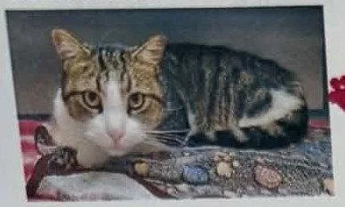A young large-sized male Domestic Short Hair cat named Boots for adoption in Evergreen, CO
