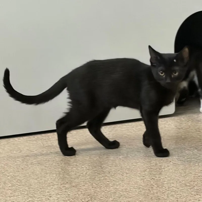 A baby medium-sized male Domestic Short Hair cat named Bagheera for adoption in Sarasota, FL