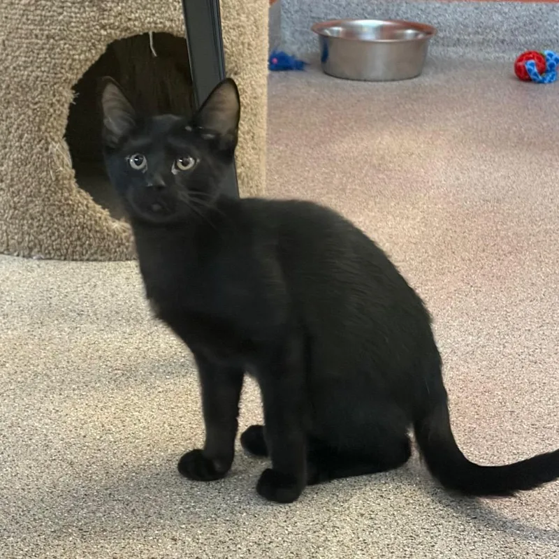 Bagheera thumbnail 2