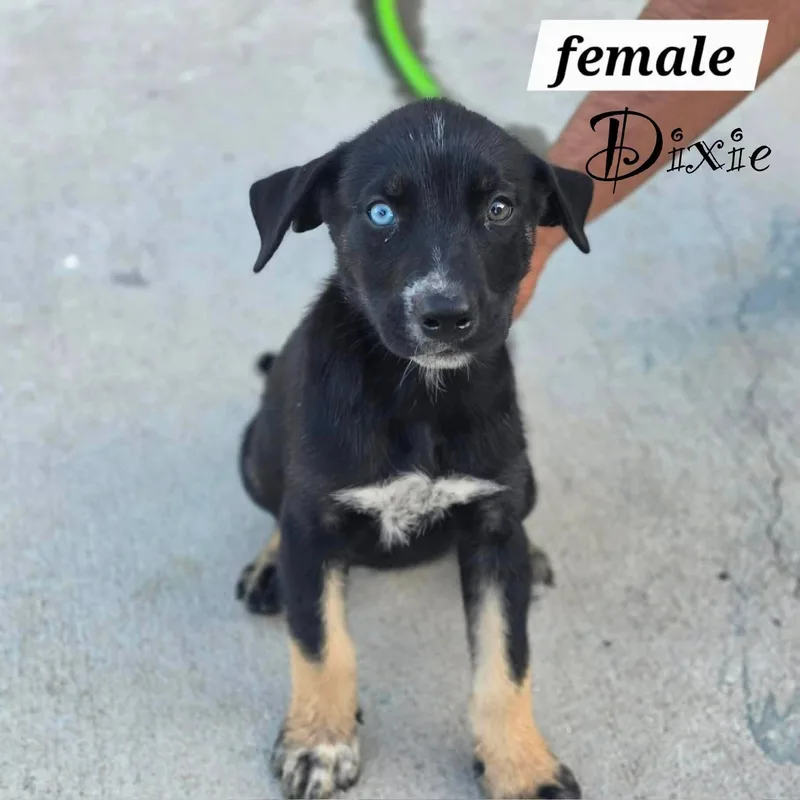 A baby medium-sized female Shepherd dog named Dixie for adoption in PLAINFIELD, CT