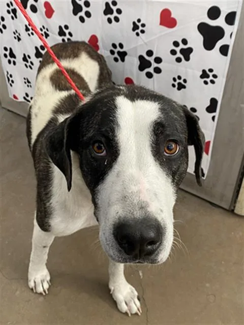 An adult large-sized female Mixed Breed dog named Anya for adoption in Dallas, TX