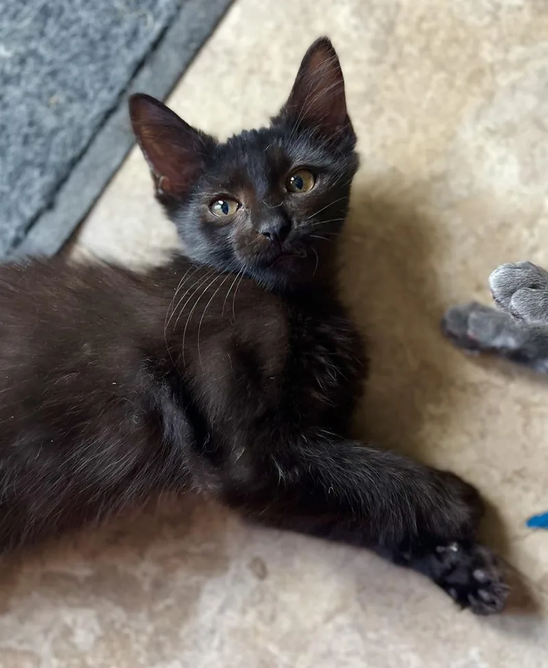 A baby small-sized male Domestic Long Hair cat named Bukowski for adoption in Dallas, TX