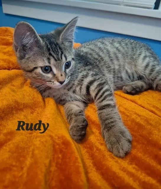 A baby medium-sized male Domestic Short Hair cat named Rudy for adoption in Peoria, IL