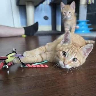 A baby medium-sized female Tabby (Orange / Red) Domestic Short Hair cat named Flower & Scout for adoption in Liverpool, TX