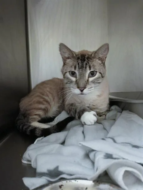 An adult large-sized male Siamese cat named Captain Kangaroo for adoption in West Valley City, UT