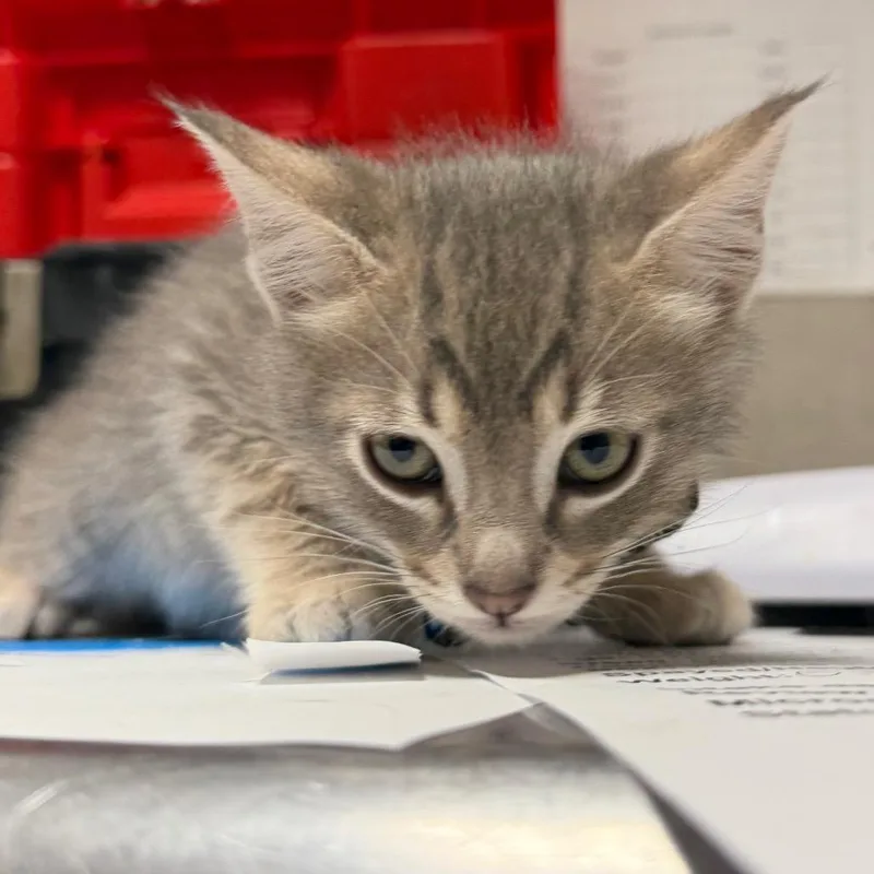 A baby small-sized male Gray / Blue / Silver Domestic Short Hair cat named Rambutan for adoption in Yuma, AZ