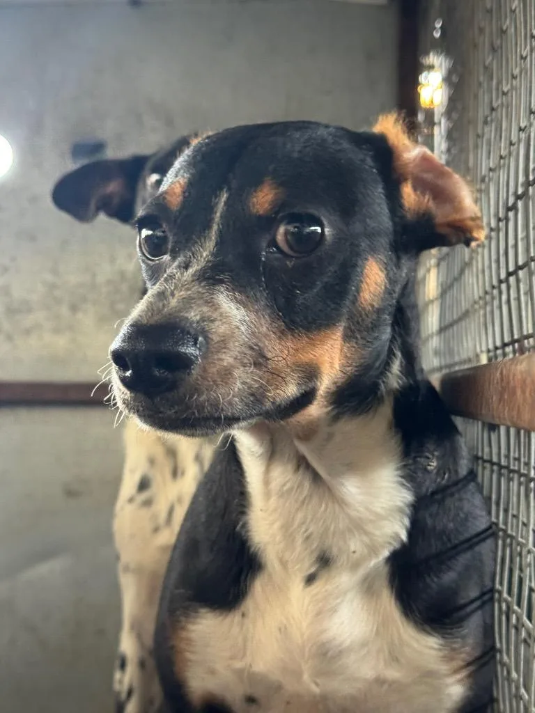 A baby small-sized male Australian Cattle Dog / Blue Heeler dog named Penavega for adoption in Belton, TX