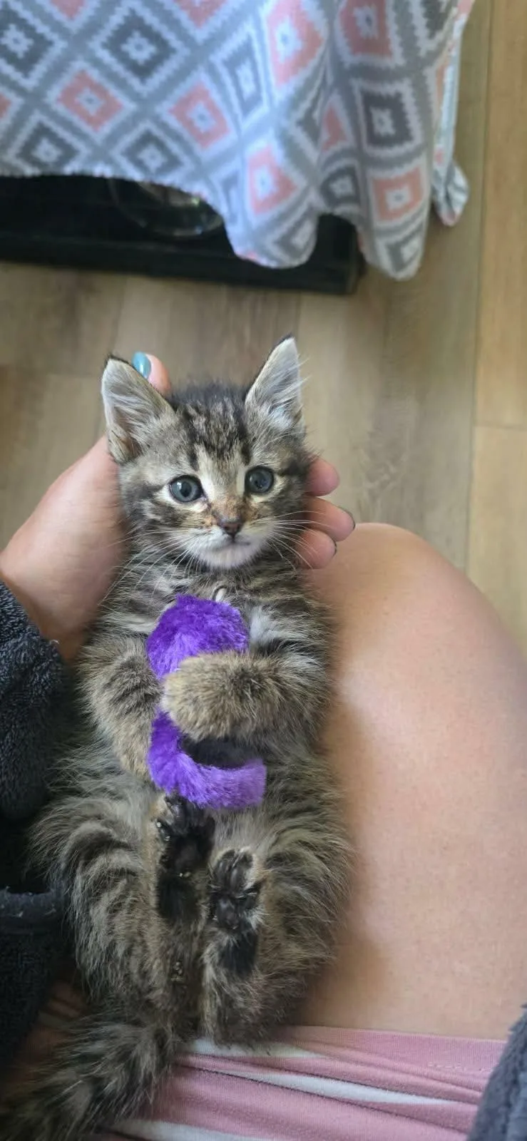 A baby medium-sized female Tabby (Brown / Chocolate) Domestic Short Hair cat named Satin for adoption in Martinsville, IN