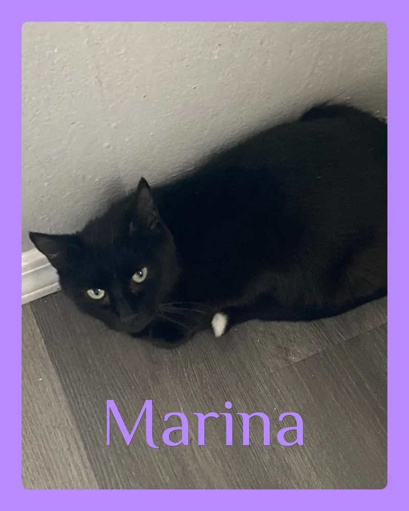 An adult medium-sized female Black Tabby cat named Marina for adoption in Lawton, OK