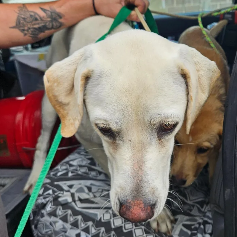 A young medium-sized female White / Cream Labrador Retriever dog named Chloe for adoption in Lake Jackson, TX