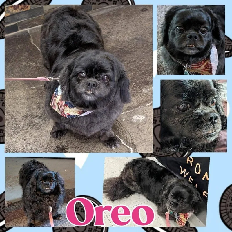 Oreo thumbnail 5