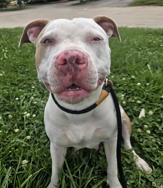 A young large-sized female Terrier dog named Blue Eyes for adoption in Olivette, MO