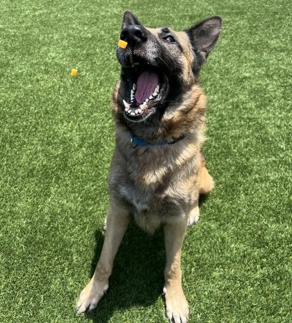 An adult large-sized male German Shepherd Dog dog named Plex for adoption in El Cajon, CA