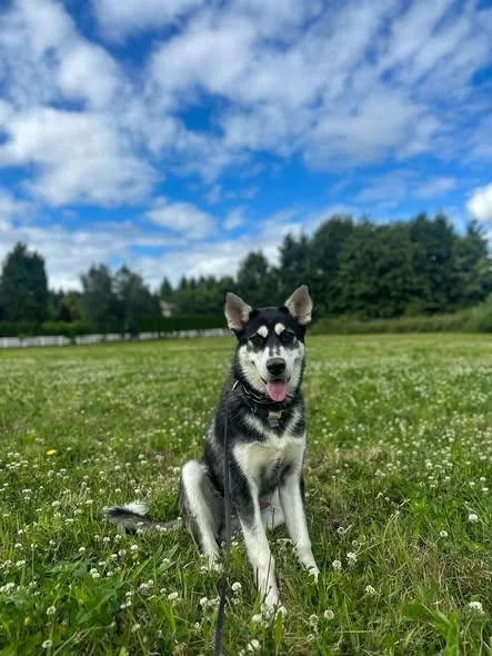 An adult large-sized male Siberian Husky dog named Moose for adoption in Deer Park, WA