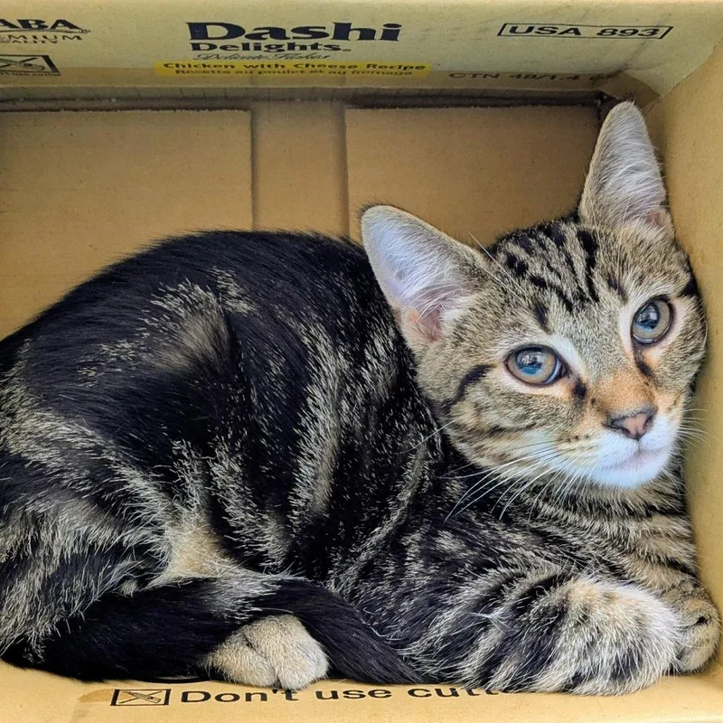 A baby small-sized male Brown / Chocolate Domestic Short Hair cat named Rosebud for adoption in Los Angeles, CA