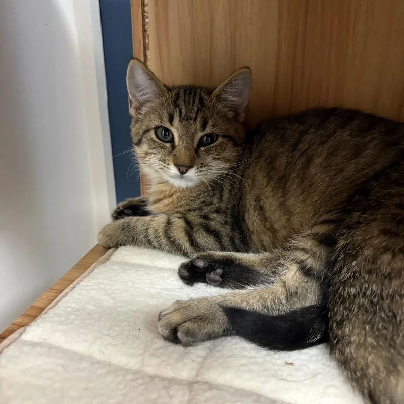A baby small-sized male Brown / Chocolate Domestic Short Hair cat named Frasier for adoption in Brockton, MA