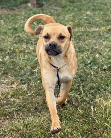 A young medium-sized male Boxer dog named Clover for adoption in Tehachapi, CA