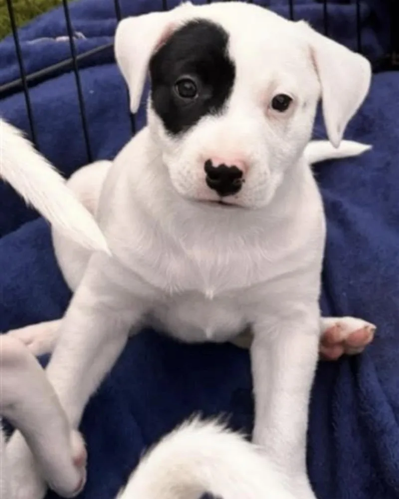 A young medium-sized female Black Mixed Breed dog named Meena for adoption in Grafton, MA