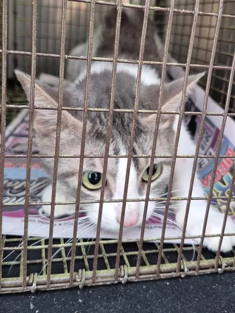 A young medium-sized female Domestic Medium Hair cat named Titi for adoption in San Antonio, TX