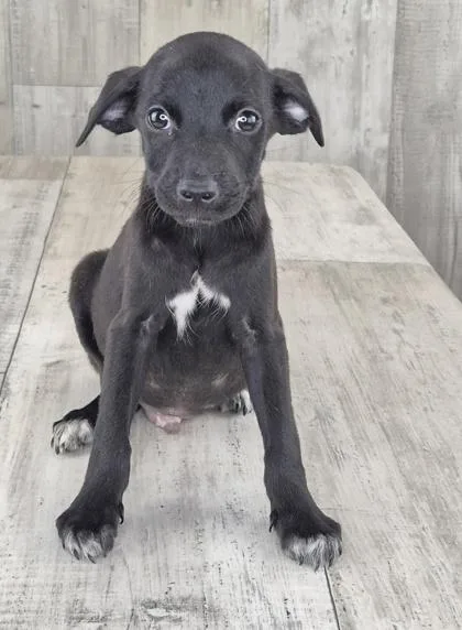 An adult small-sized male Mixed Breed dog named Tej for adoption in Shreveport, LA