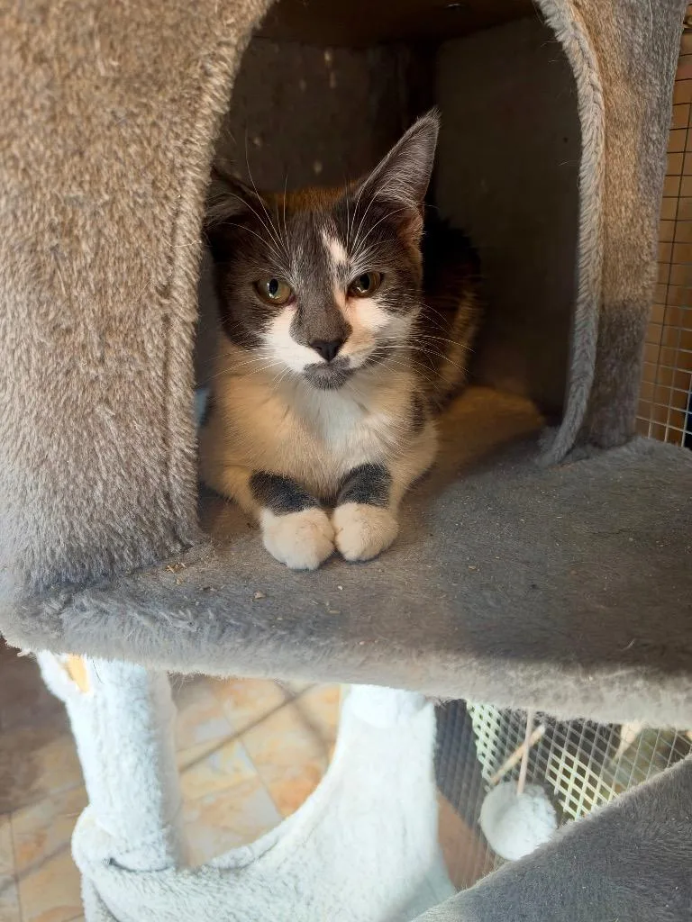 A baby large-sized female Domestic Short Hair cat named Treasure for adoption in Parsons, WV