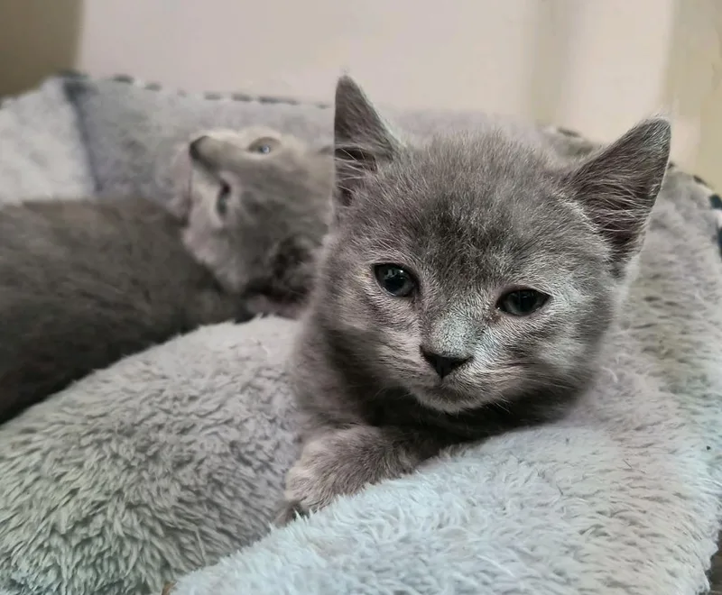 A baby medium-sized male Domestic Short Hair cat named Schnitzel for adoption in Johnson City, TN