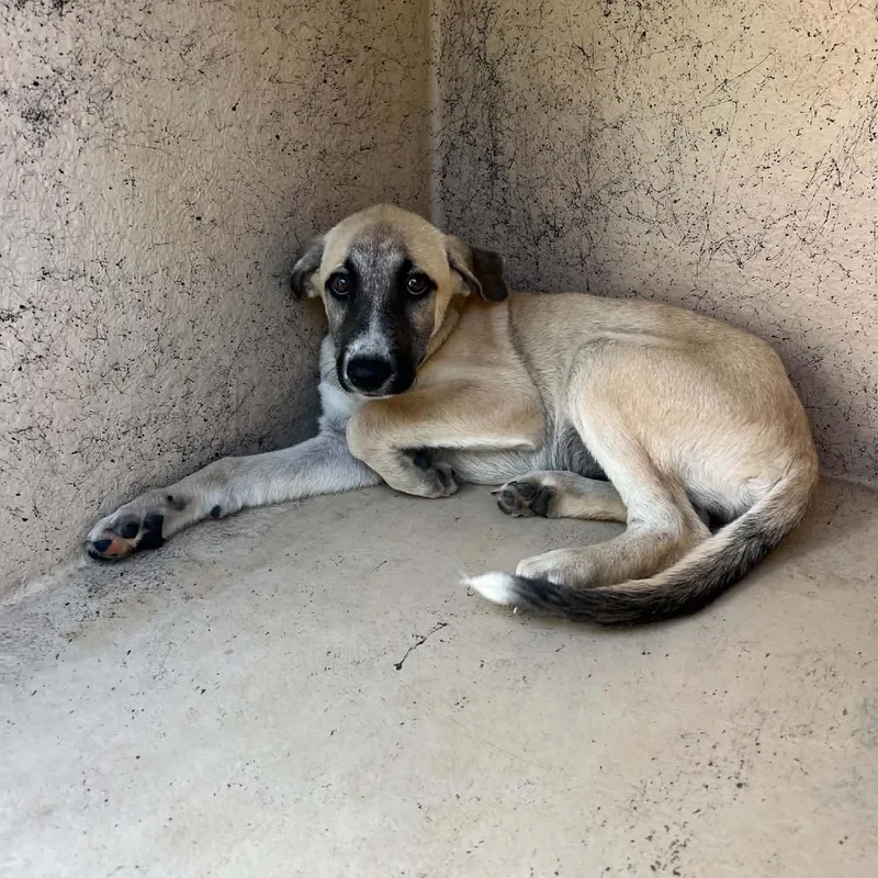 A baby small-sized female Yellow / Tan / Blond / Fawn Shepherd dog named Piggy for adoption in Bastrop, TX