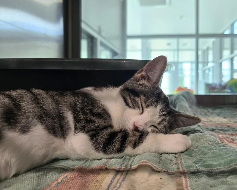 A baby small-sized female Domestic Short Hair cat named Cher for adoption in Wellington, KS