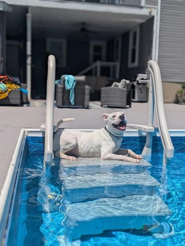 An adult large-sized female White / Cream Mixed Breed dog named Happy Feet for adoption in Cincinnati, OH