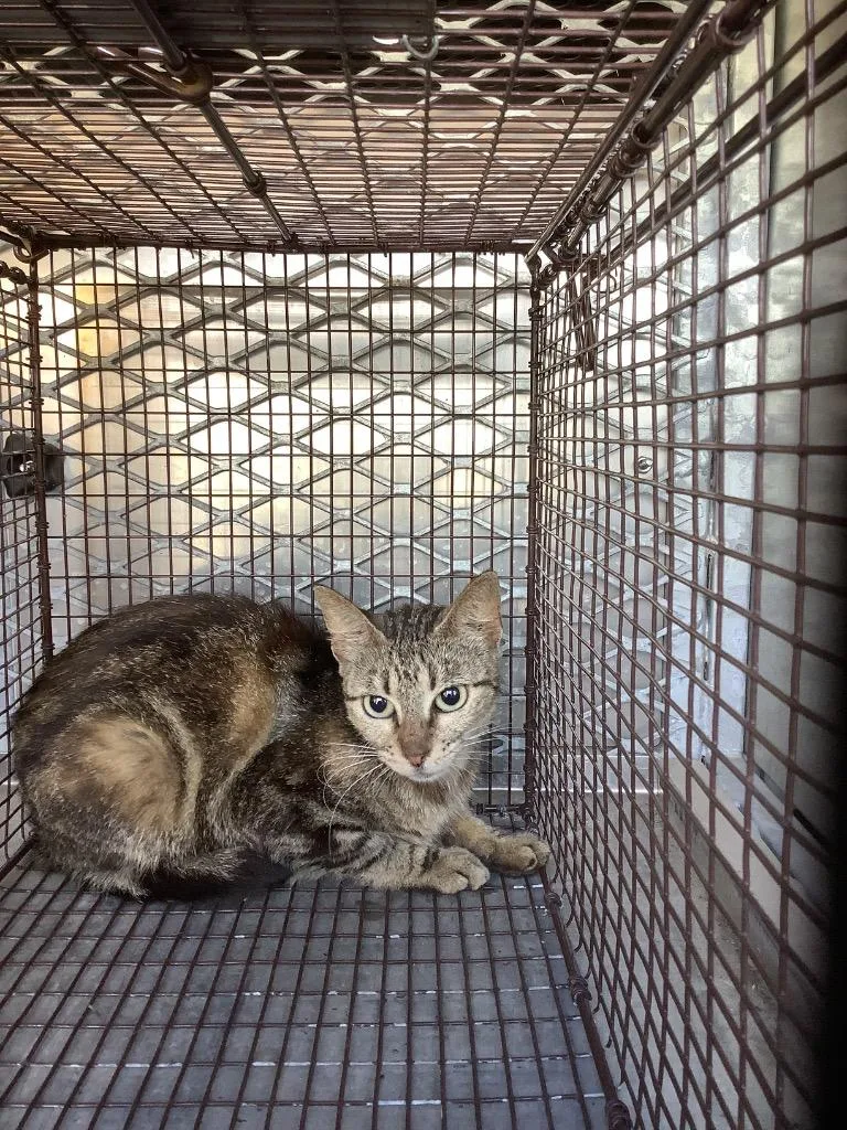 A young small-sized female Domestic Short Hair cat named Cherry for adoption in New Braunfels, TX