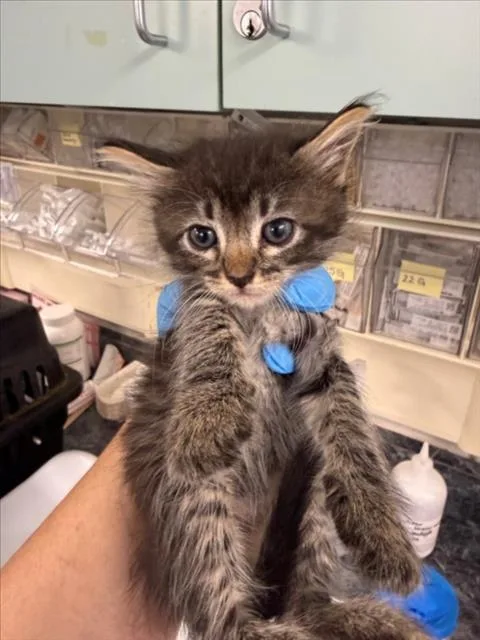 A baby medium-sized female Brown / Chocolate Domestic Short Hair cat named Daisy for adoption in Woodland, CA