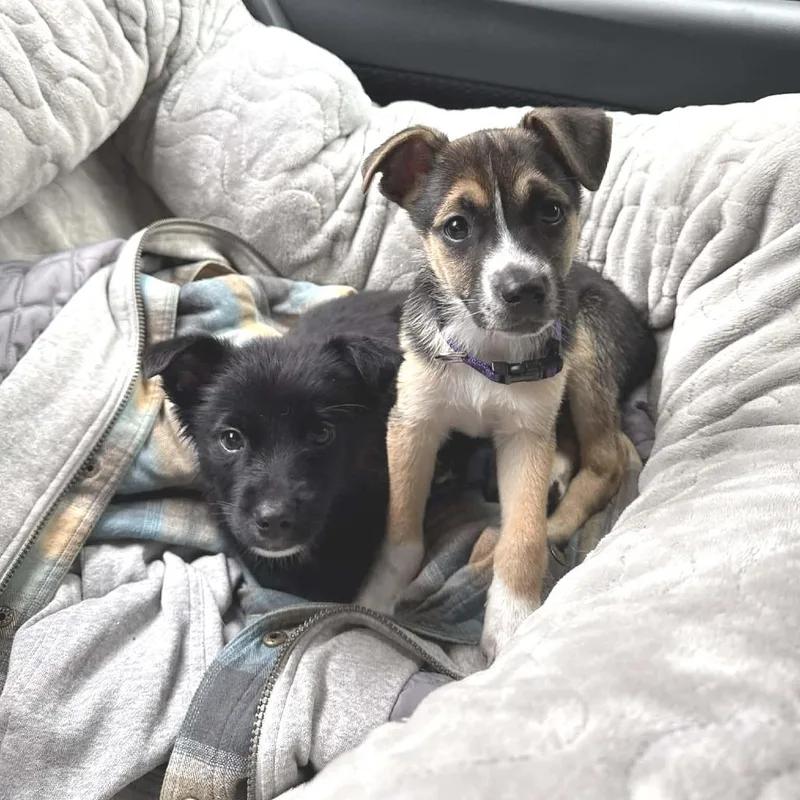 A baby small-sized female Black Mixed Breed dog named Brioche for adoption in West Olive, MI