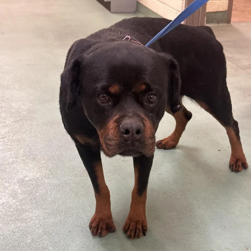 An adult large-sized female Rottweiler dog named Chloe for adoption in Clarksville, TN